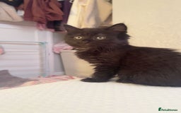 Ragdoll cats for sale: Ragdoll/domestic kitten  - Advert 3