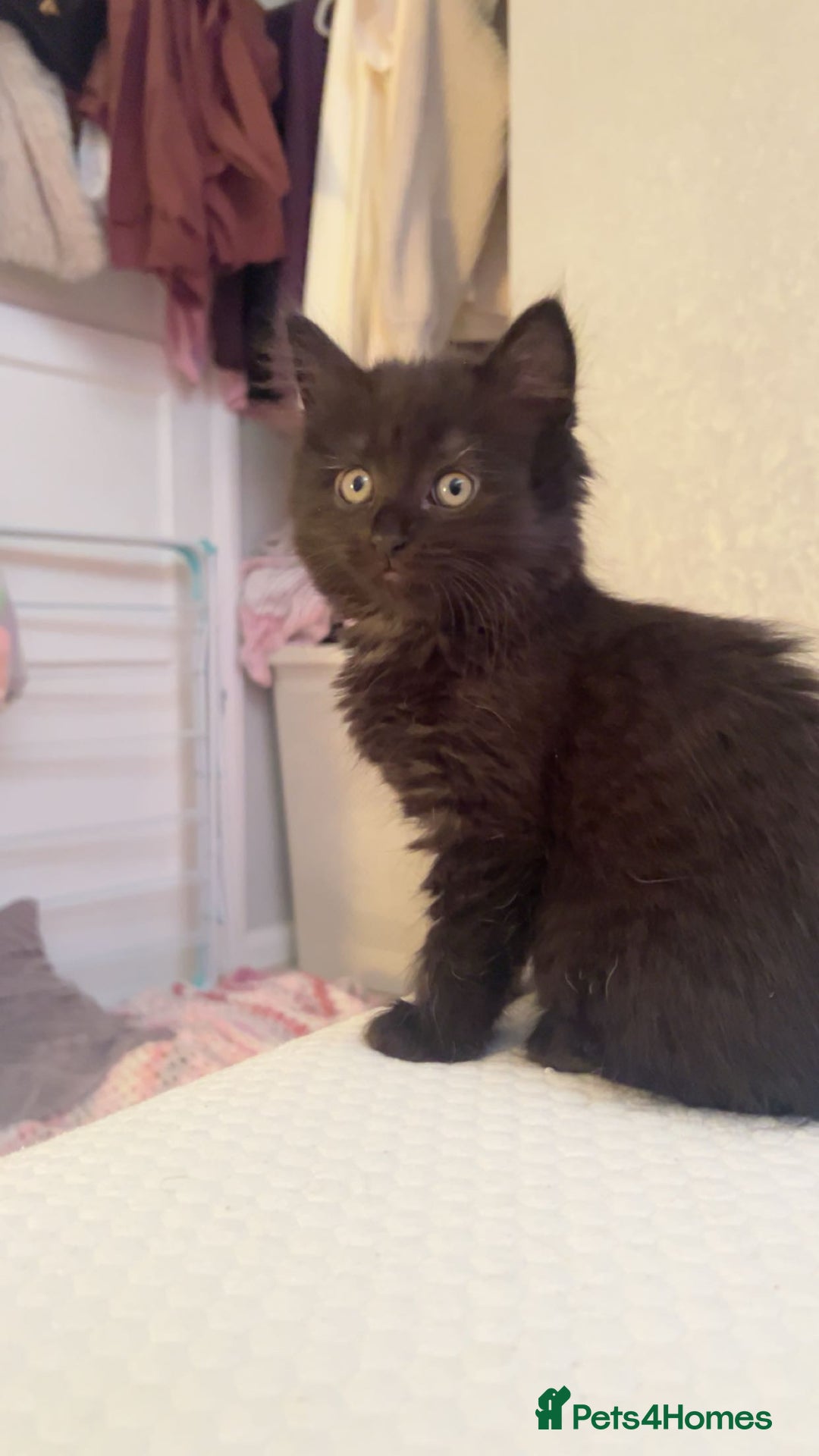 Ragdoll cats for sale: Ragdoll/domestic kitten  - Advert 3