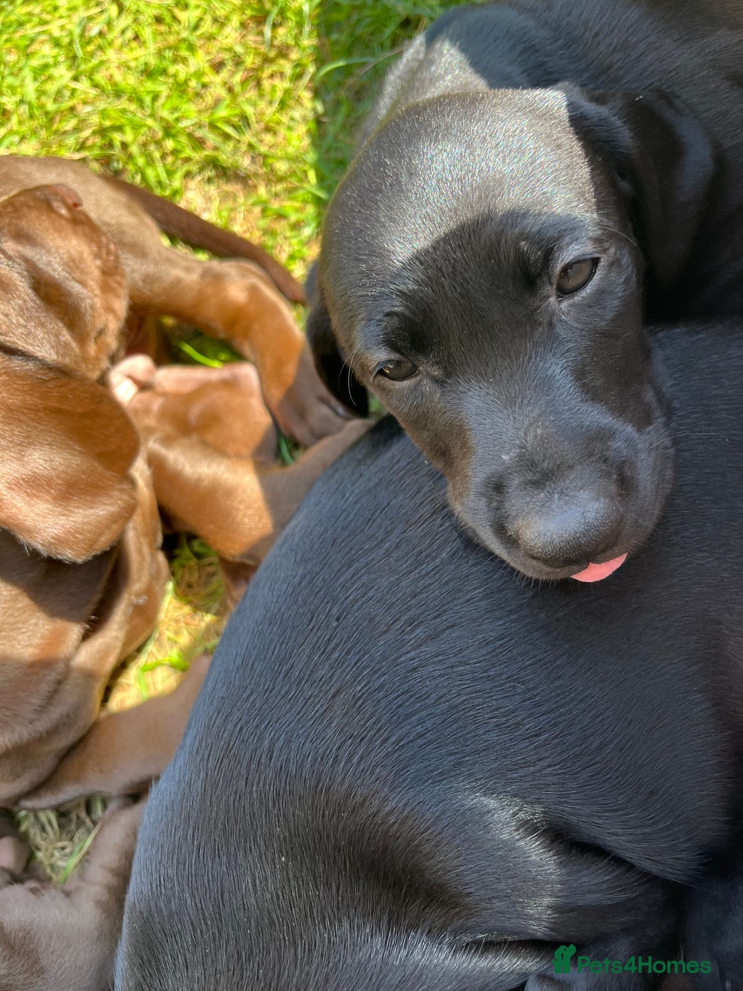 Mixed Breed dogs for sale: Vizlador x Weimaraner puppies - Image 11
