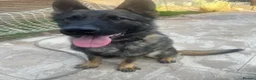 German Shepherd dogs for sale: Xander looking for his forever home  - Advert 3