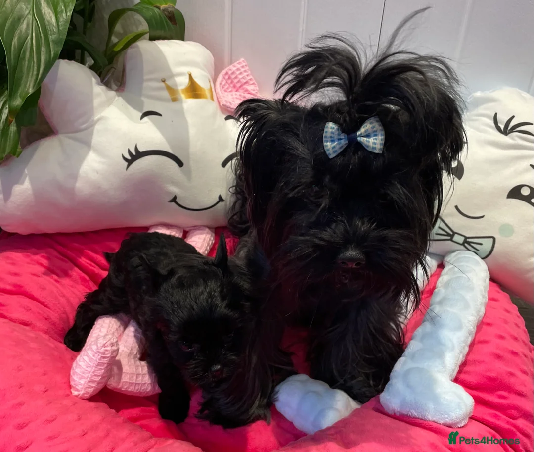 Yorkshire Terrier dogs for sale: pedigree yorkshire terrier ‼️‼️ - Advert 20