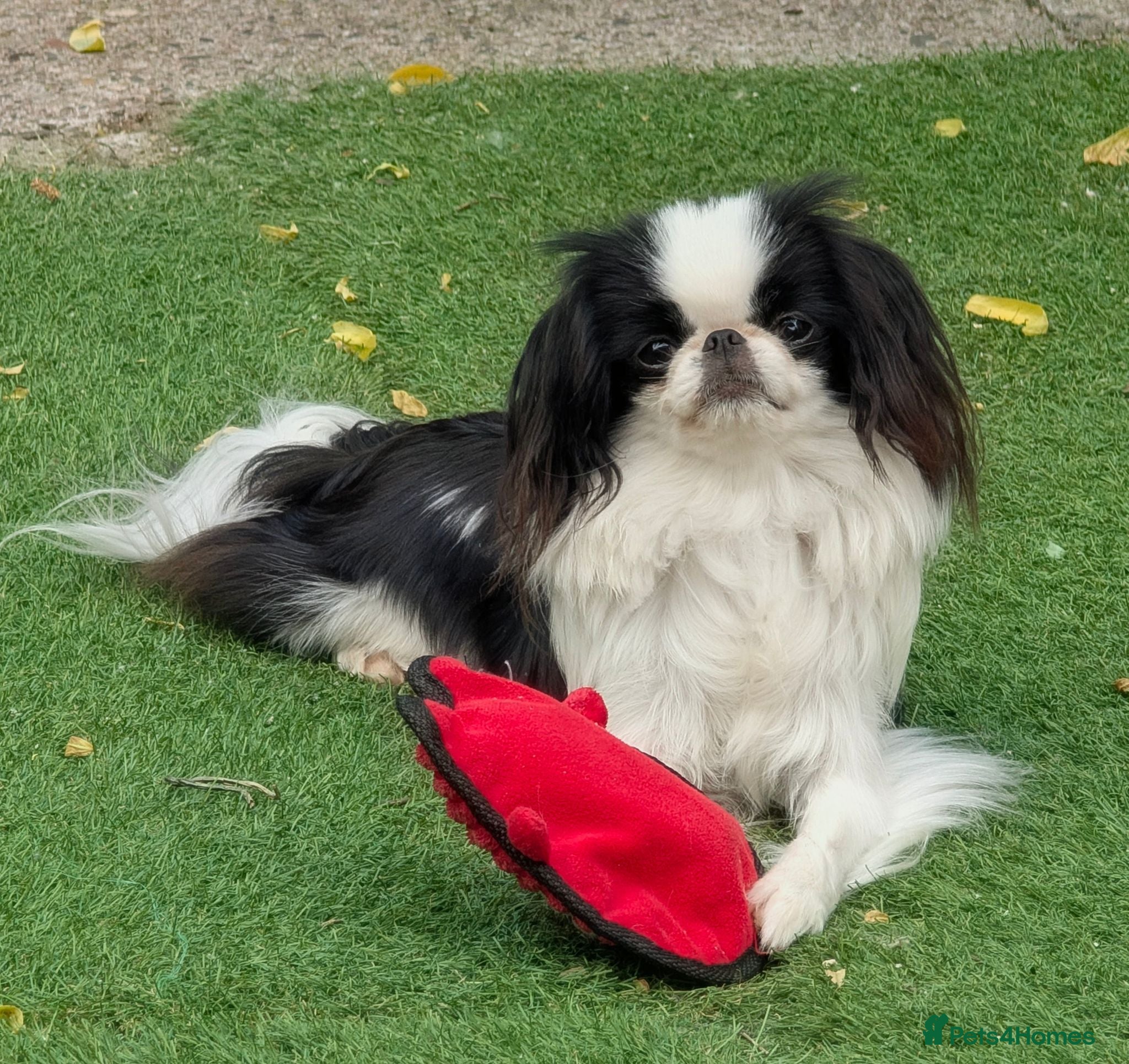 Japanese Chin dogs Stunning RKC reg Japanese chin puppy  - Advert 18