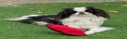 Japanese Chin dogs for sale: Stunning RKC reg Japanese chin puppy  - Advert 1
