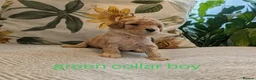 Miniature Poodle dogs for sale: Exquisite KC Registered Mini Poodles  - Advert 13