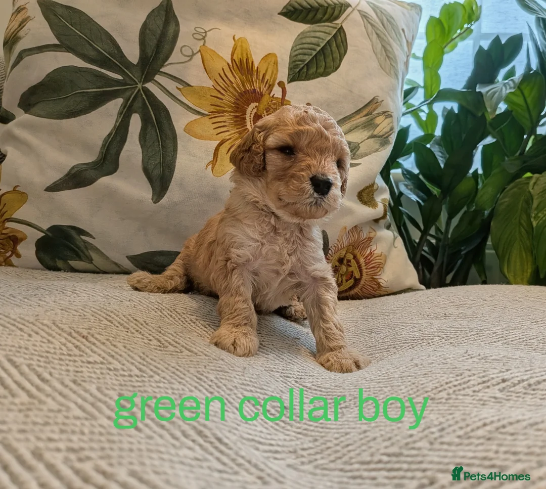 Miniature Poodle dogs for sale: Exquisite KC Registered Mini Poodles  - Advert 13