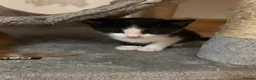 Mixed Breed cats for sale: Cute boy ready for forever home  - Advert 7