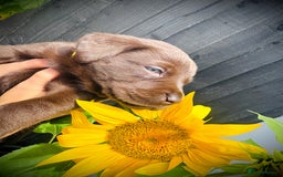 Labrador Retriever dogs for sale: Chunky Chocolate and white Labrador pups in Plymouth - Image 1