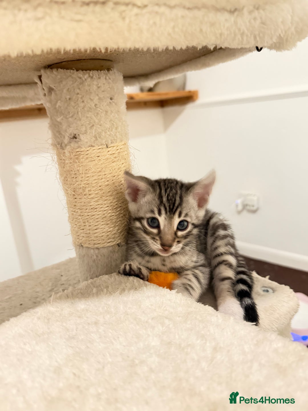 Bengal cats for sale: 🩶 BENGAL 🔥 KITTENS 🤍 TICA REGISTERED  - Advert 37