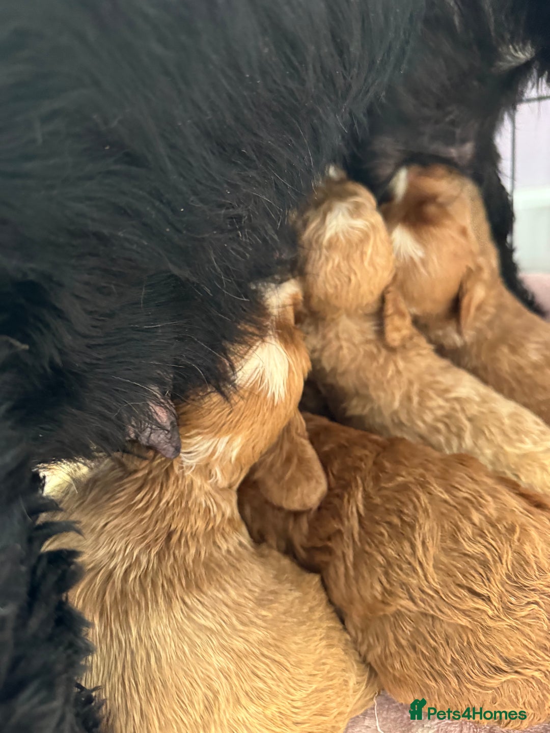 Cockapoo dogs for sale: F1 show type cockapoo pups  - Image 6