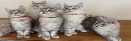 Maine Coon cats for sale: Exceptional Pedigree Maine Coon kittens available  in Worcester - Advert 11