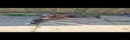 Lurcher dogs for sale: 1 lurcher pup forsale  - Advert 2