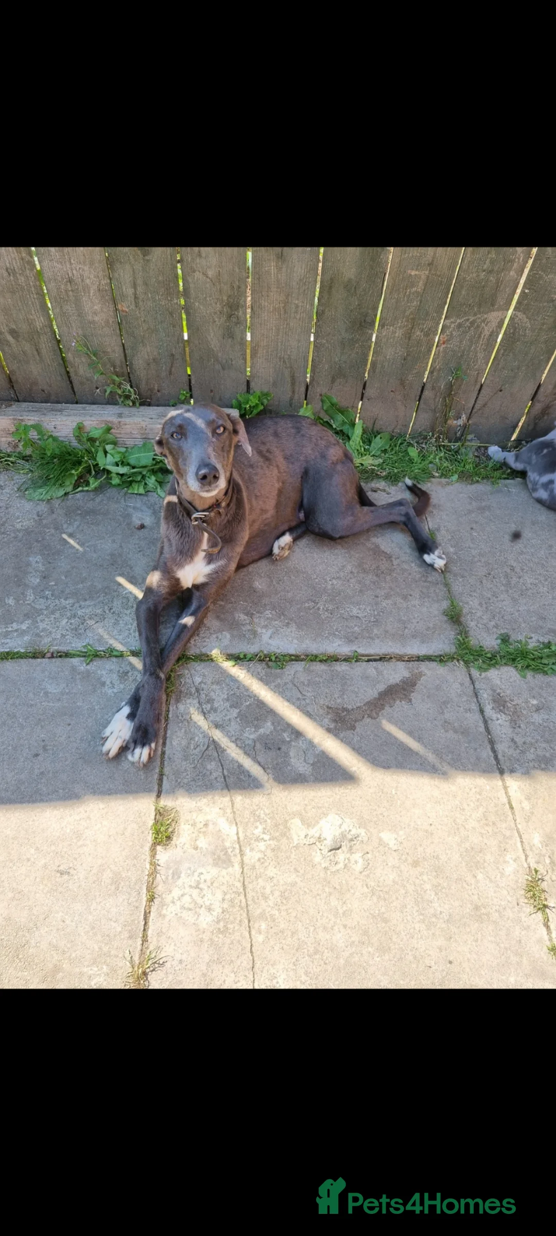 Lurcher dogs for sale: 1 lurcher pup forsale  - Advert 2