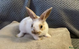 Lionhead rabbits for sale: lionhead  - Image 2