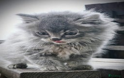 Mixed Breed cats for sale: Grey female kitten - Image 2