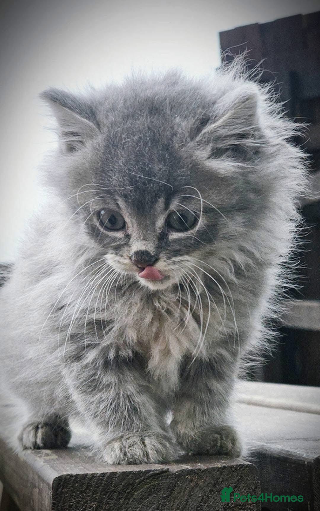 Mixed Breed cats for sale: Grey female kitten - Image 2