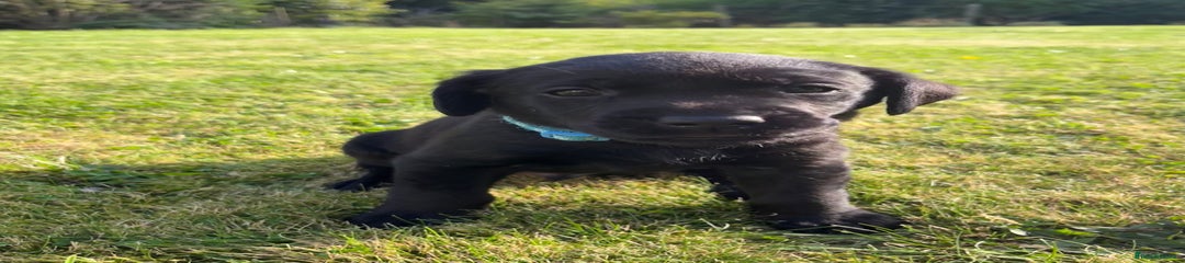 Labrador Retriever Puppy 3