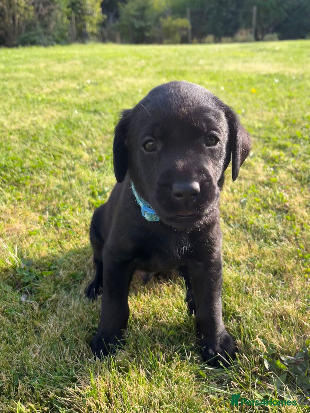 Labrador Retriever dogs for sale: KC Registered Black Labrador Puppies - Image 21
