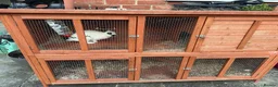 Dwarf Lop rabbits for sale: Dwarf Rabbit & Hutch for Sale – £50 in Gillingham - Advert 1