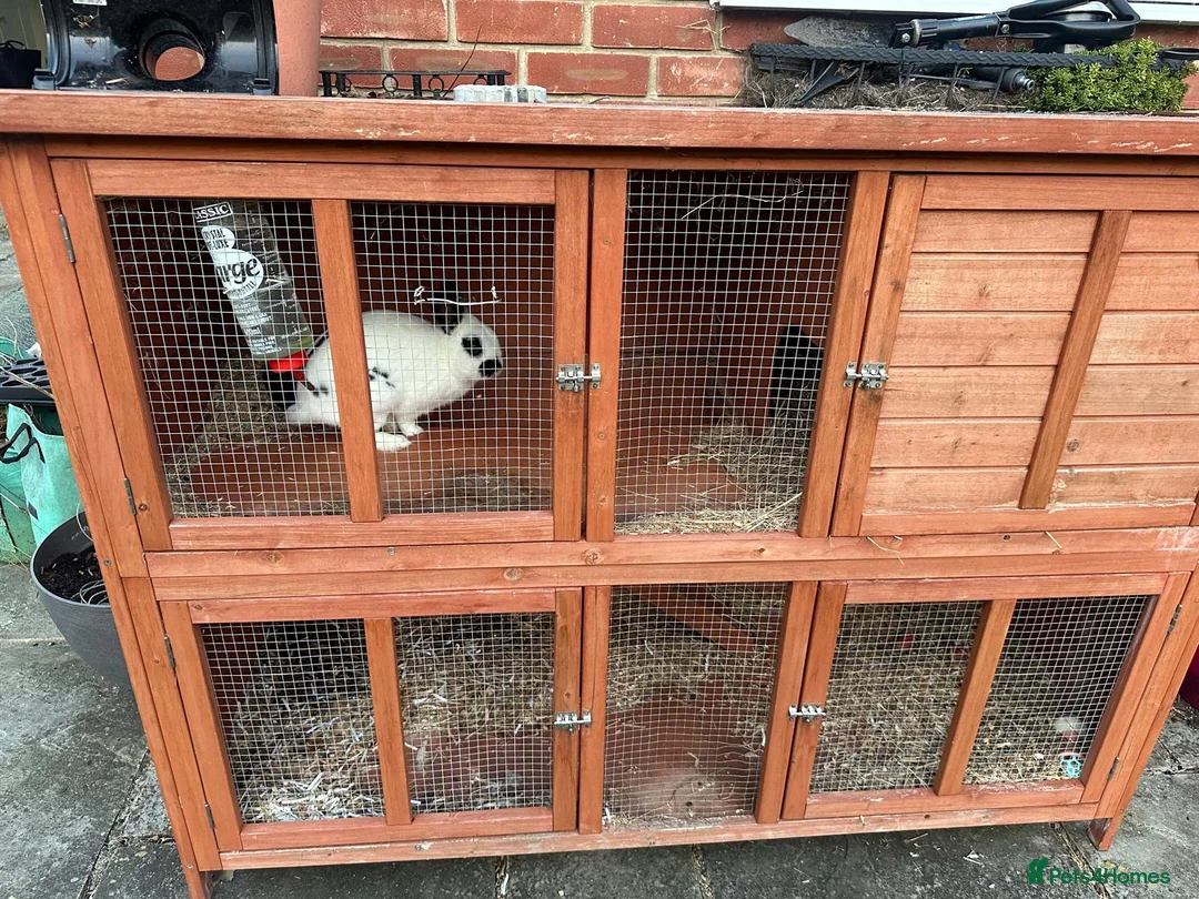 Dwarf Lop rabbits for sale: Dwarf Rabbit & Hutch for Sale – £50 in Gillingham - Advert 1