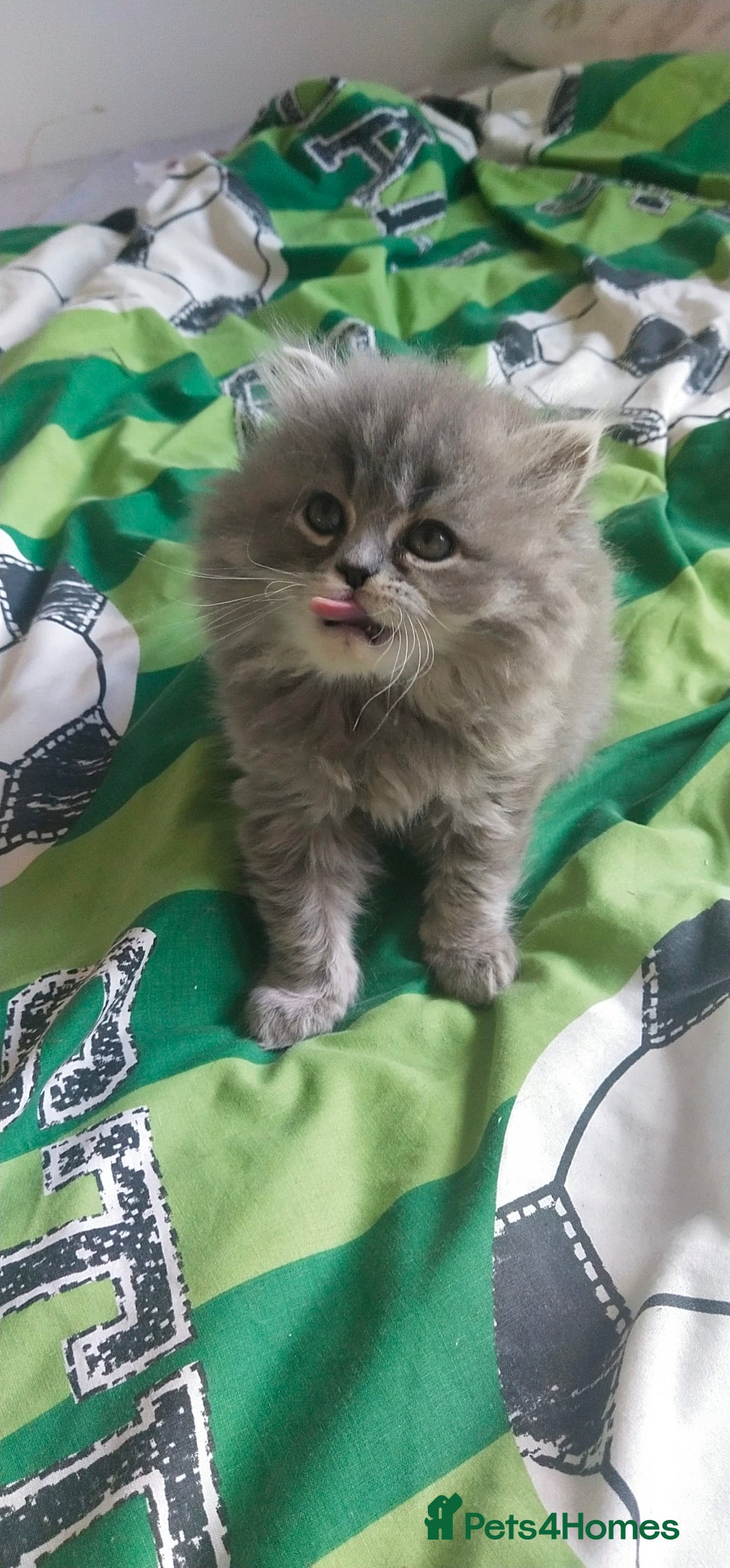 Persian cats for sale: Persian kittens  - Image 11