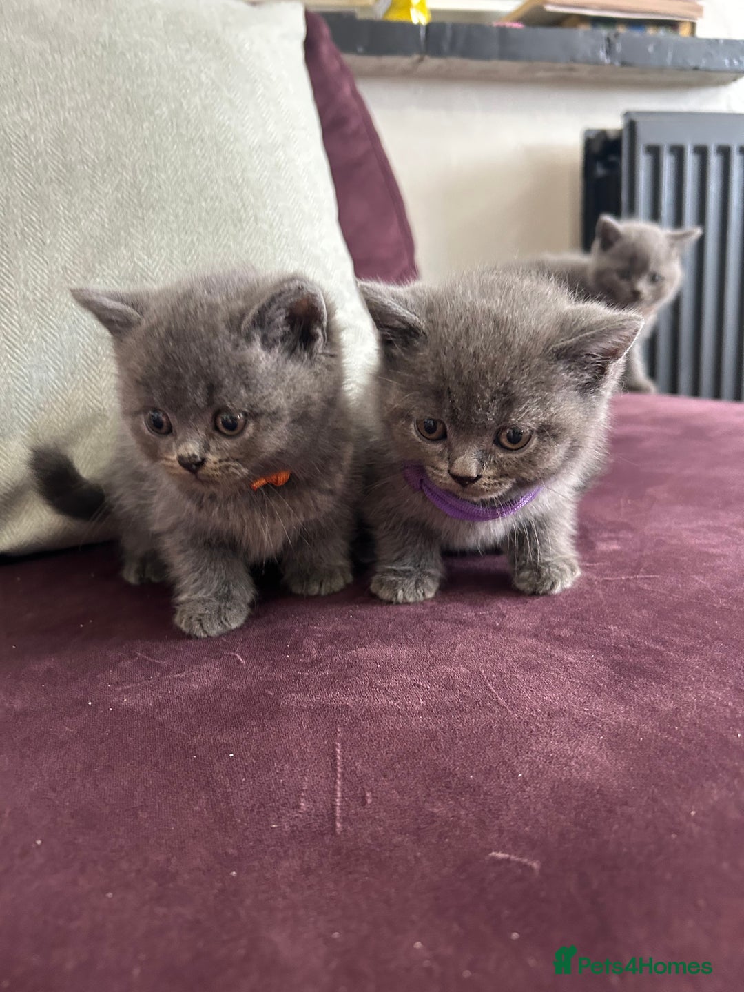 British Shorthair cats for sale: pedigree GCCF kittens available in 2 weeks time! - Image 23