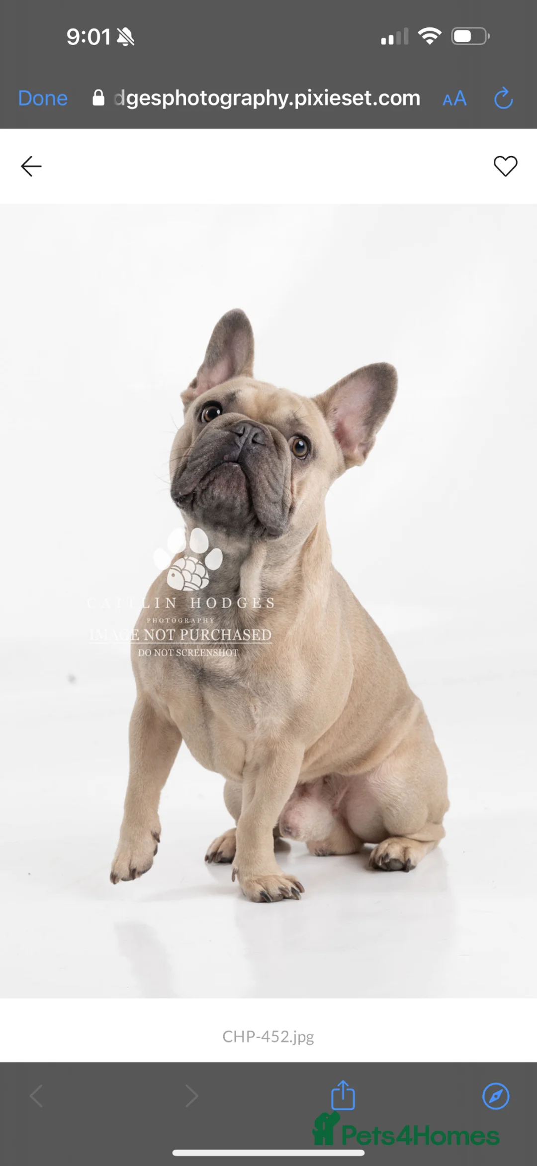 French Bulldog dogs for stud: Fawn French Bulldog in Plymouth - Advert 3