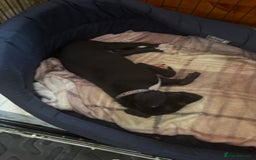 Mixed Breed dogs for sale: Saluki x lurcher/whippet puppies - Image 6