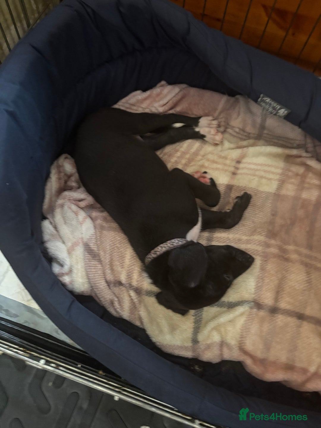 Mixed Breed dogs for sale: Saluki x lurcher/whippet puppies - Image 6
