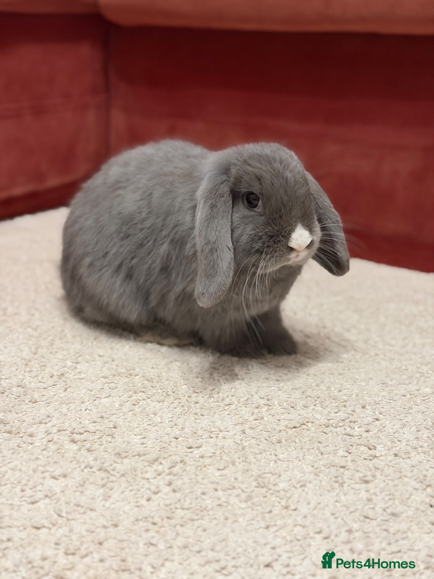 Mini Lop rabbits Mini lop  - Advert 1