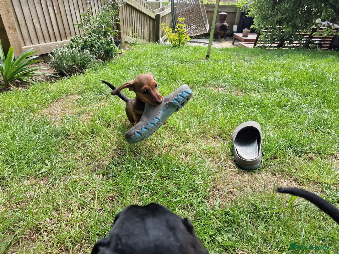 Dachshund dogs for sale: Champion sired, show quality miniature, ready now. - Image 16