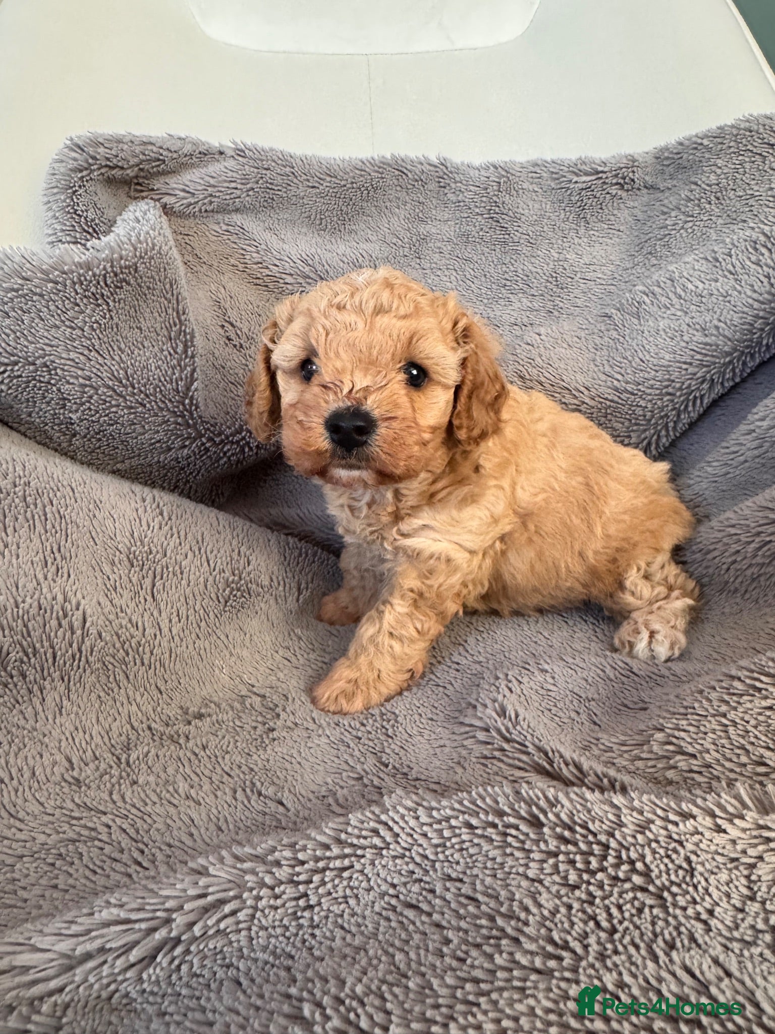 Cavapoochon dogs DNA tested 🧸 Cavapoochon Puppies - Advert 2