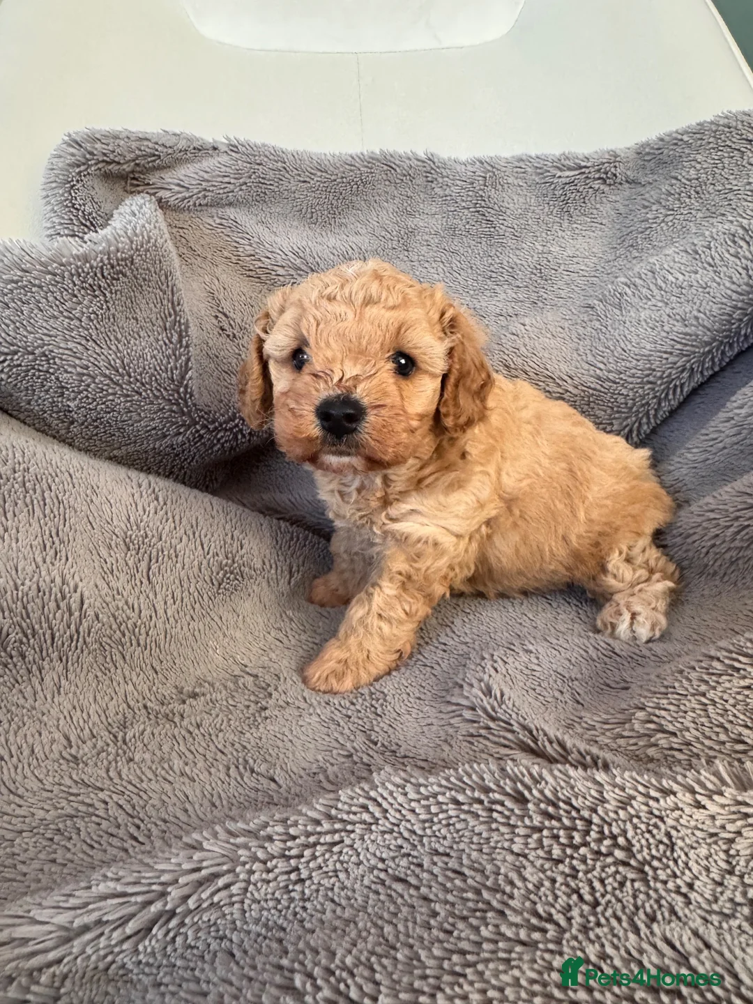Cavapoochon dogs for sale: DNA tested 🧸 Cavapoochon Puppies - Advert 1