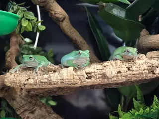 Frog reptiles Baby whites tree frogs ready to go in 3 weeks - Advert 1