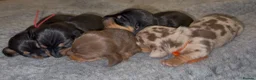 Miniature Dachshund dogs for sale: Beautiful KC Registered Miniature Dachshunds - Advert 1