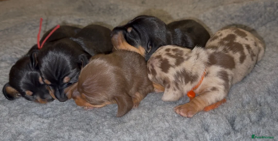 Miniature Dachshund dogs for sale: Beautiful KC Registered Miniature Dachshunds - Advert 1