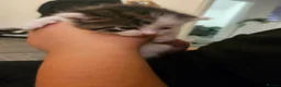 Maine Coon cats for sale: Maine coon mix kittens - Advert 9