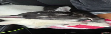 Shepsky 2