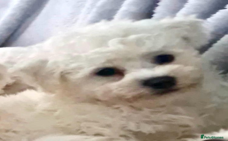 Bichon Frise dogs - Advert 2