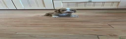 Cocker Spaniel dogs for sale: Beautiful working cocker spaniel puppies  - Advert 5