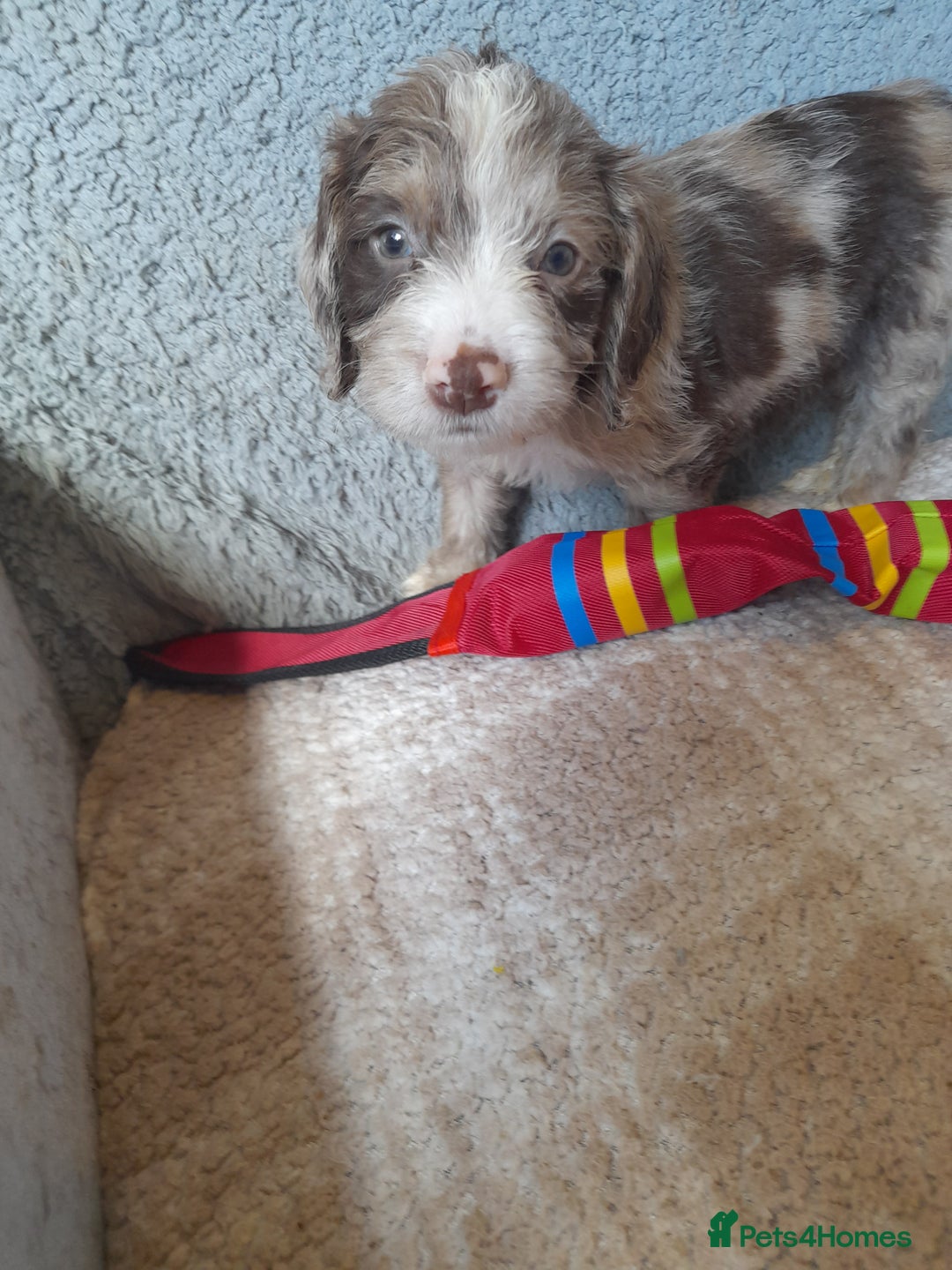 Sproodle dogs for sale: Gorgeous Sproodle Pups. - Image 2