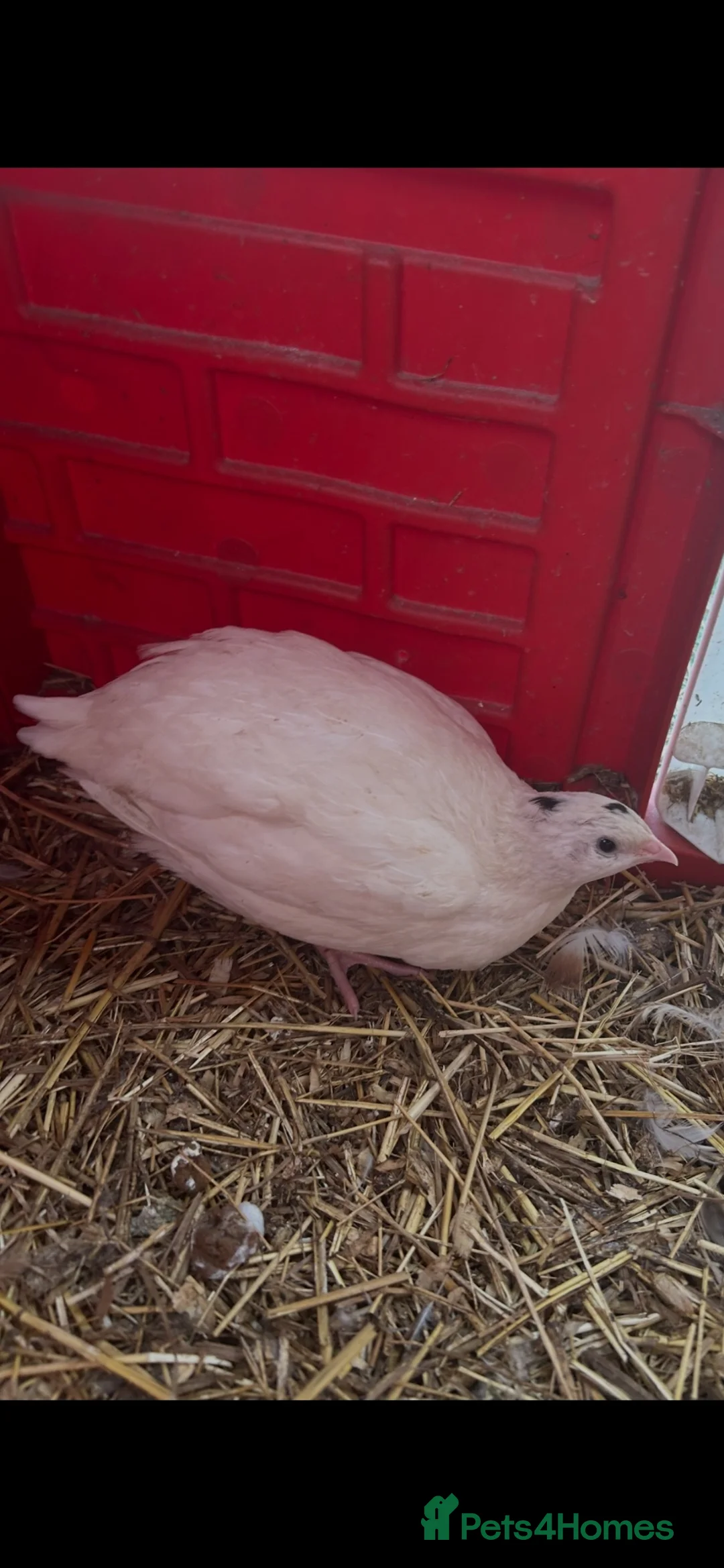 Mixed Breed birds for sale: Quails and chicks - Advert 1