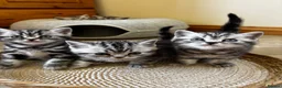 British Shorthair cats for sale: ❤️💙 Gorgeous Pedigree Silver Tabby BSH 💙❤️ - Advert 12