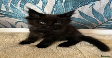 Maine Coon cats - Advert 5