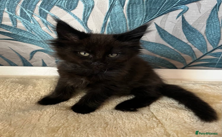 Maine Coon cats for sale - Advert 1