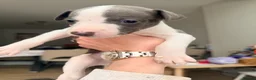 Whippet dogs for sale: Gorgeous Whippets Ready for forever Home - Advert 15