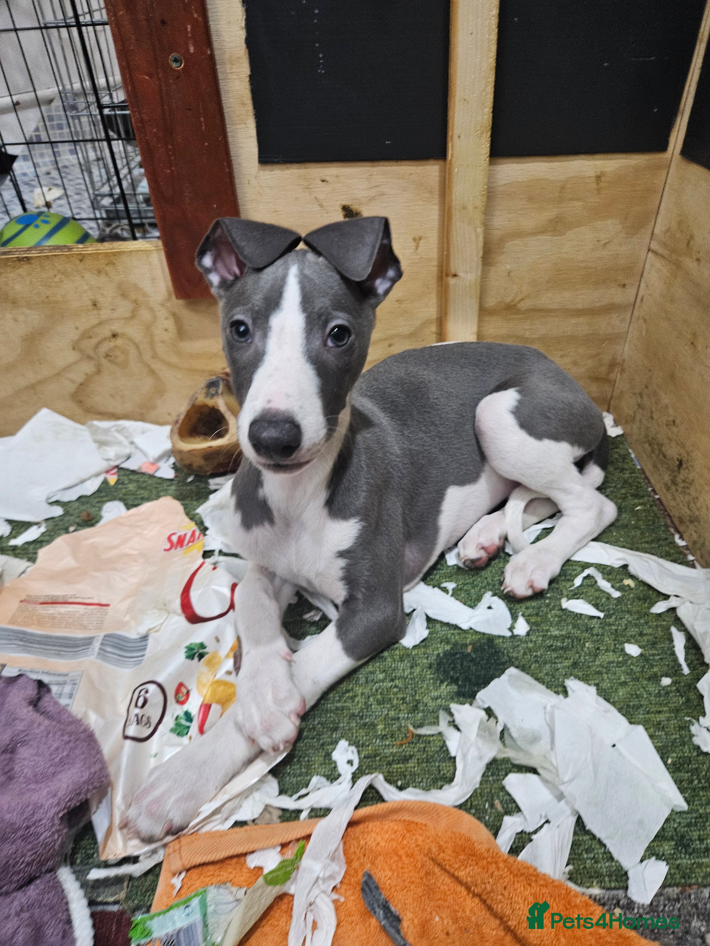 Whippet dogs KENNEL CLUB WHIPPETS  - Advert 6