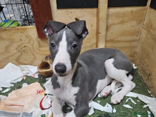 Whippet dogs KENNEL CLUB WHIPPETS - Advert 6