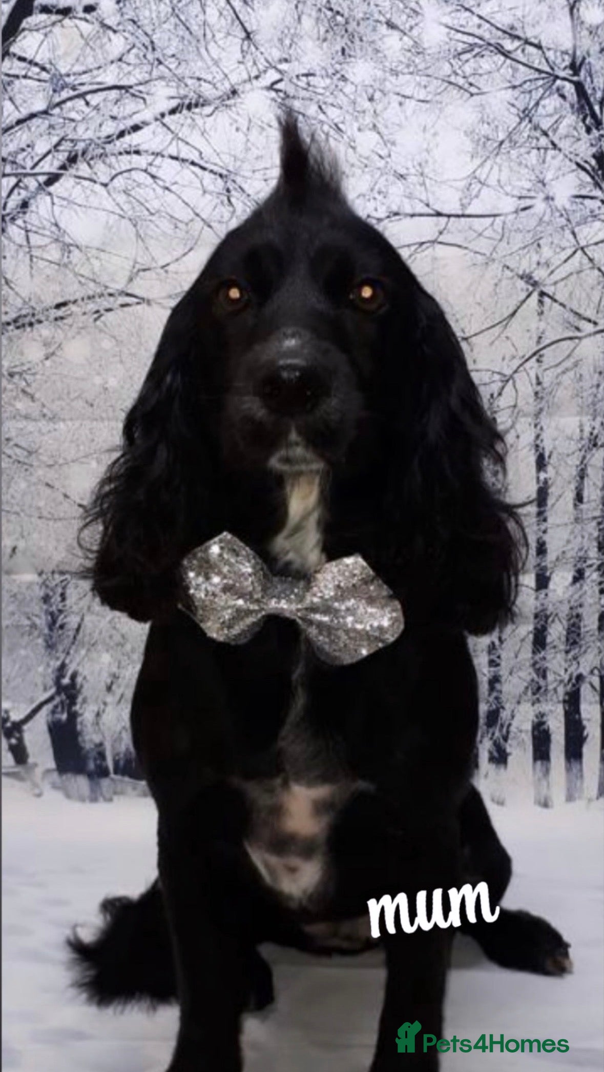 Cocker Spaniel dogs Beautiful litter of working cocker spaniels  - Advert 5