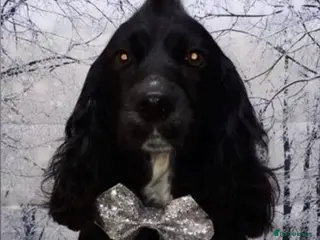 Cocker Spaniel dogs Beautiful litter of working cocker spaniels - Advert 5