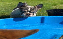 French Bulldog dogs for sale: Still looking for a new home RFG health tested boy - Image 13